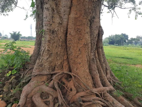 Óriás Ficus Religiosa Indiában Más Néven Bodhi Pippala Peepul Treeorashwattha — Stock Fotó