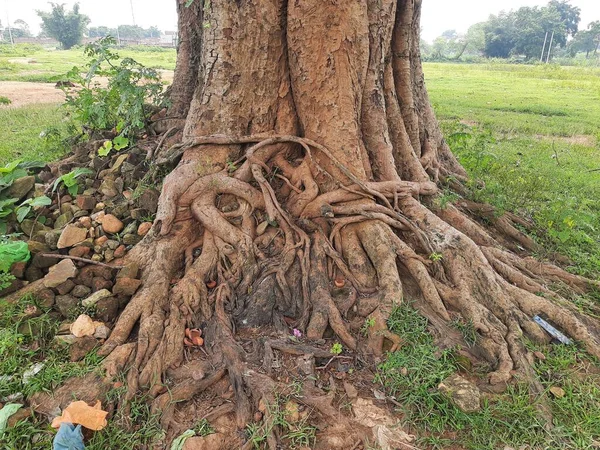 Óriás Ficus Religiosa Indiában Más Néven Bodhi Pippala Peepul Treeorashwattha — Stock Fotó