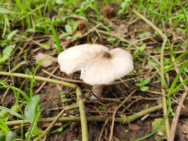 Champignon Sur Terrain Mushroomortoadstoole Corps Fructifiant Charnu Sporadique Afungus Généralement — Photo