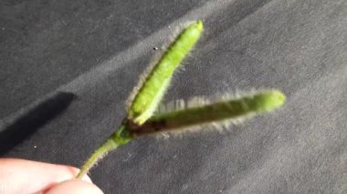 Siyah arka planda yeşil Vigna Mungo. Diğer isimleri siyah gram, urad fasülyesi, püre kalai, uzhunnu parippu, ulundu paruppu, minapa pappu ve Uddu. Bu fasulye Hindistan ve Güney Asya 'da yetişmiş..