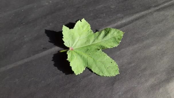 Okra Zöldség Virág Fekete Háttérben Okra Abelmoschus Esculentus Más Névadók — Stock videók