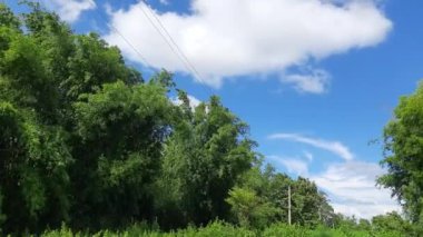 Mavi gökyüzü arka planında bambu ağacı. Bambolar, Poaceae ailesinin otlaklarında her zaman yemyeşil çiçek açan bitkilerdir. Bambu kelimesi DutchorPortuguese dilinden gelir..
