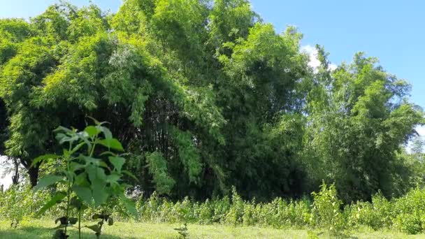 青空の背景に竹の木 Bamboosareevergreen多年草の花の植物の彼らの草原科 竹という言葉はオランダ語のポルトガル語から来ています — ストック動画
