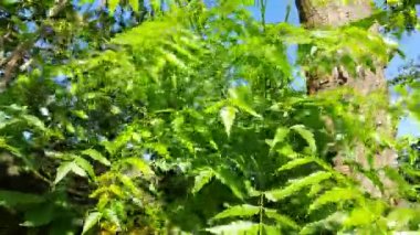 Yeşil Vigna mungo ve yeşil yapraklı çiçek. Diğer isimleri siyah gram, urad fasülyesi, püre kalai, uzhunnu parippu, ulundu paruppu, minapa pappu ve Uddu. Bu fasulye Hindistan ve Güney Asya 'da yetişmiş..