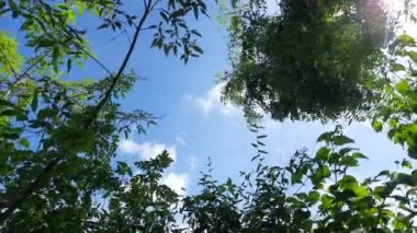 Mavi gökyüzü arka planında Vitex negundo bitkisi. Başka bir isim, Çin iffet ağacı, beş terk edilmiş iffet ağacı, at nalı viteksi, nisinda ve Nirgundi. Büyük bir çalı çırpısı. Bu bir Ayurvedic ilacı..