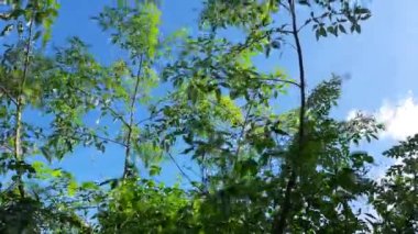 Mavi gökyüzü arka planında Vitex negundo bitkisi. Başka bir isim, Çin iffet ağacı, beş terk edilmiş iffet ağacı, at nalı viteksi, nisinda ve Nirgundi. Büyük bir çalı çırpısı. Bu bir Ayurvedic ilacı..