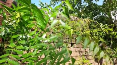 Neem yaprakları ağaçta. Diğer isimleri Azadirachta indica, nimtree ve Hint leylağı. Meyveleri ve tohumları neem yağının kaynağıdır. Yapraklarından pek çok tahrik edici ilaç yapılır..