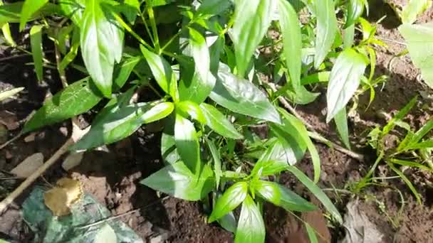 Φυτό Andrographis Paniculata Άλλο Του Όνομα Είναι Creatorgreen Chireta Χρησιμοποιείται — Αρχείο Βίντεο