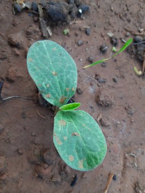 Balkabağı yetiştirmek. Sebze bahçesinde küçük bir balkabağı bitkisi. Balkabağı filizi.