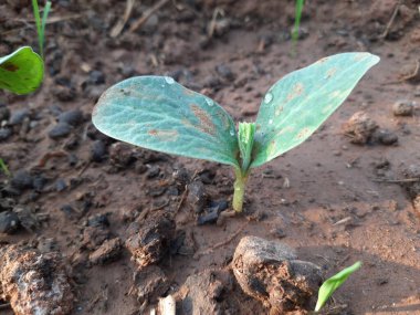 Balkabağı yetiştirmek. Sebze bahçesinde küçük bir balkabağı bitkisi. Balkabağı filizi.