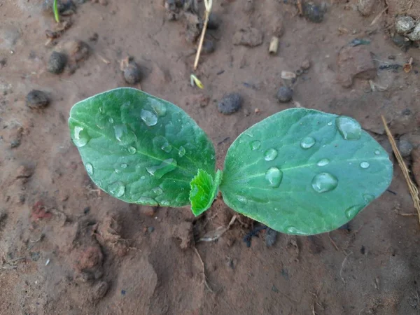 Growing pumpkin plant. Small plant of pumpkin in the vegetable Garden. Pumpkin sprout.