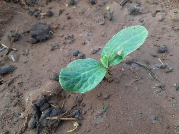 Growing pumpkin plant. Small plant of pumpkin in the vegetable Garden. Pumpkin sprout.