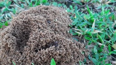Colony of ants. Ants are making their home and Digging the soil from inside is bringing it out. Anthill of Ants in ground.Colony of Ant work together to make their nest deep inside the field. 
