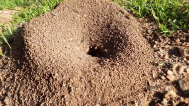 Colony of ants. Ants are making their home and Digging the soil from inside is bringing it out. Anthill of Ants in ground.Colony of Ant work together to make their nest deep inside the field. 