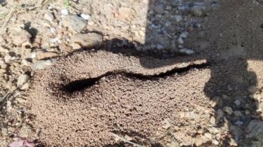 Colony of ants. Ants are making their home and Digging the soil from inside is bringing it out. Anthill of Ants in ground.Colony of Ant work together to make their nest deep inside the field. 