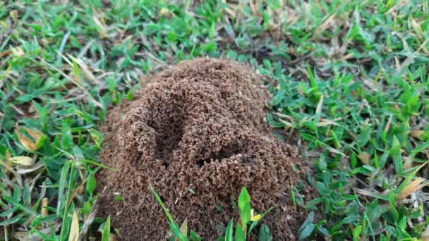 Colony Ants Ants Making Home Digging Soil Bringing Out Anthill — Stock Video