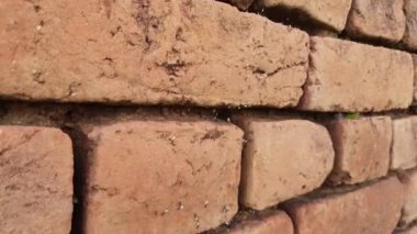 Karıncalar yumurtalarını taşıyor. Siyah karıncalar yumurtalarını güvenli bir yere taşıyorlar. Yağmur mevsiminde tuğla duvardaki siyah karınca. Karınca bir yerden diğerine hareket ediyor..
