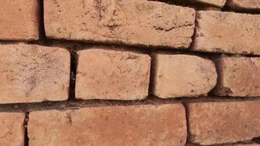 Karıncalar yumurtalarını taşıyor. Siyah karıncalar yumurtalarını güvenli bir yere taşıyorlar. Yağmur mevsiminde tuğla duvardaki siyah karınca. Karınca bir yerden diğerine hareket ediyor..