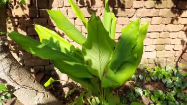 Zerdeçal bitkisi. Rizomları suda kaynatılır ve kurutulur, daha sonra birçok Asya mutfağında akrobasi ve lezzet olarak kullanılan koyu turuncu bir toz haline getirilir. zerdeçal yaprakları. 