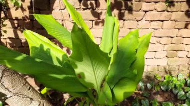 Zerdeçal bitkisi. Rizomları suda kaynatılır ve kurutulur, daha sonra birçok Asya mutfağında akrobasi ve lezzet olarak kullanılan koyu turuncu bir toz haline getirilir. zerdeçal yaprakları. 
