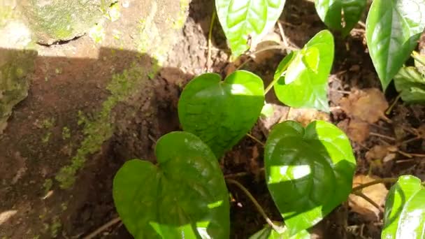 Piper Betle叶 它是一种藤本植物 它的其他名字有贝塔 潘和西里 贝类植物因其叶子而被栽培 传统医药中使用的叶子 Piper Betle Vine — 图库视频影像