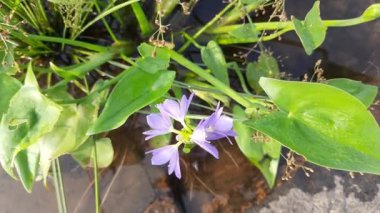 Monochoria vaginalis Flower. Itis a species of flowering plant in thewater hyacinth family. Its other names names heartshape false pickerelweedandoval leafed pondweed. Blue water hyacinth flower. 