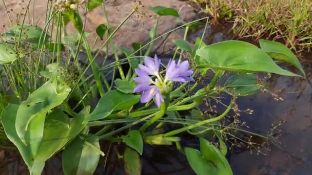 Monochoria Vaginalis Flower Itis Species Flowering Plant Thewater Hyacinth Family — Vídeo de stock