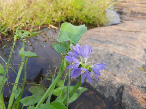 Monochoria Vaginalis Flower Itis Species Flowering Plant Thewater Hyacinth Family — Zdjęcie stockowe