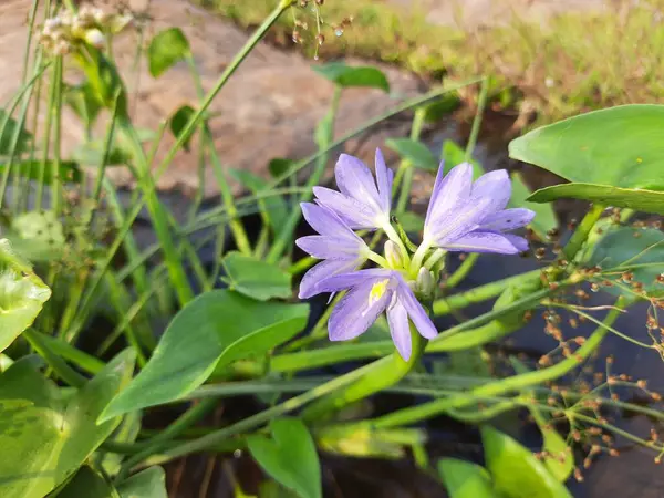 Monochoria Vaginalis Flower Itis Species Flowering Plant Thewater Hyacinth Family — Fotografia de Stock