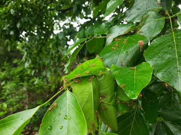 Formigas Nidificam Folhas Árvore Millettia Pinnata Este Ninho Feito Adicionando — Fotografia de Stock