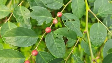 Fabrikada Breynia meyvesi. Bu bitki Hint ormanında bulundu. Güzel bir kırmızı meyve. Bu bitkinin meyvesi cilt hastalıklarını tedavi etmek için ilaç olarak kullanılır..