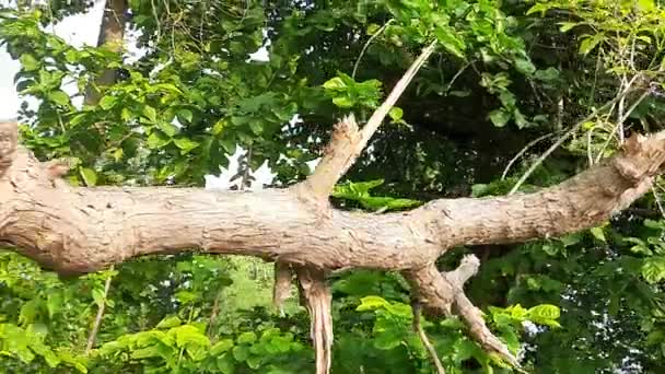 ヴィテックス ネグンド ツリー 別名中国の栗の木 5枚葉の栗の木 馬蹄形のビテックス ニシンダ ニルンジです それは大規模な葉序低木です アーユルヴェーダ医学です — ストック動画