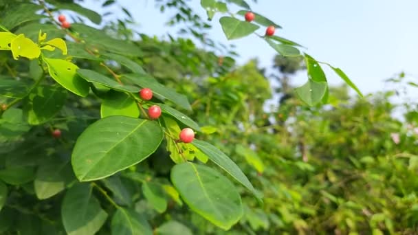 布里尼亚浆果在植物中 这种植物在印度森林中发现 一个美丽的野生红色水果 这种植物的果实在医药中被用来治疗皮肤病 — 图库视频影像