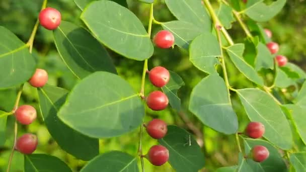 Breynia Berry Plant Plant Found Indian Forest Beautiful Wild Red — Stock Video