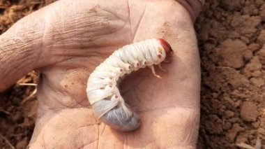 Larva of Japanese rhinoceros beetle. Rhinoceros beetle larva at pupal stage. Japanese rhinoceros beetle in the field. 