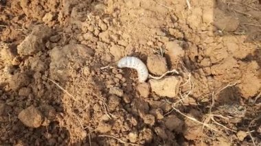 Larva of Japanese rhinoceros beetle. Rhinoceros beetle larva at pupal stage. Japanese rhinoceros beetle in the field. 