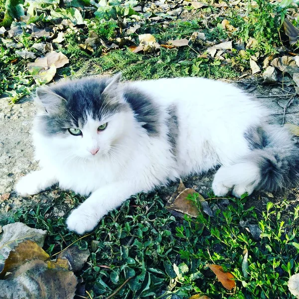 Hermoso Gato Esponjoso Sobre Fondo Hojas Otoño — Foto de Stock