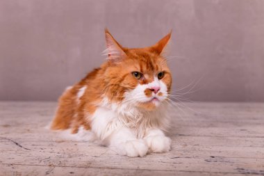 Ahşap arka planda sevimli bir rakun kedisi var.