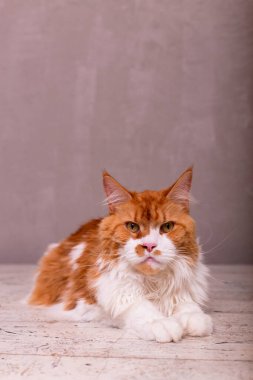 Ahşap arka planda sevimli bir rakun kedisi var.