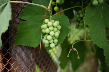 Dışarıda bir sürü olgunlaşmamış üzüm var. Bir demet yeşil şarap üzüm tarımı