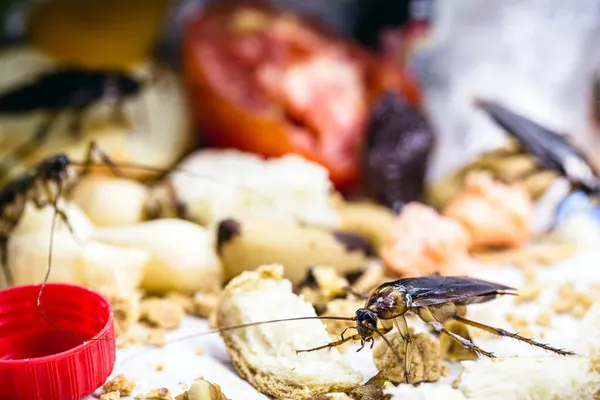 Cucarachas Caseras Comunes Basura Insectos Comiendo Basura Mala Higiene — Foto de Stock