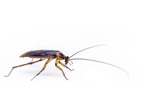 Cucaracha Americana Común Sobre Fondo Blanco Aislado Vista Lateral Cuerpo — Foto de Stock