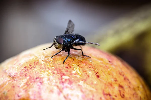 古い果物で飛ぶ 台所でハエで甘やかされたリンゴ — ストック写真