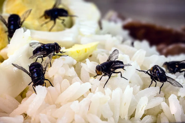 食物や米や腐った卵にハエが侵入屋内に虫家の害虫 — ストック写真