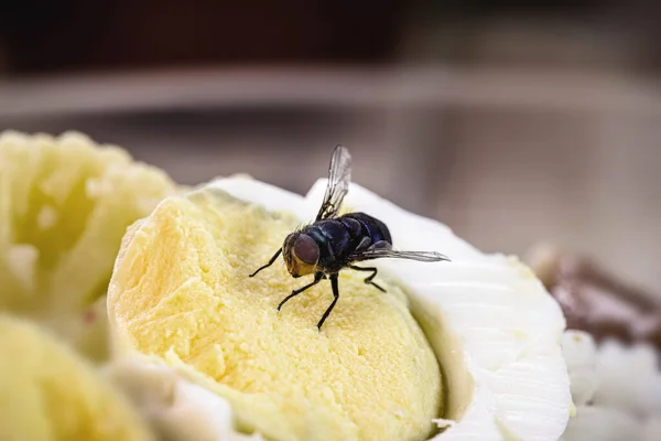 Befall Mit Fliegen Nahrung Reis Und Faulen Eiern Insekten Haus — Stockfoto