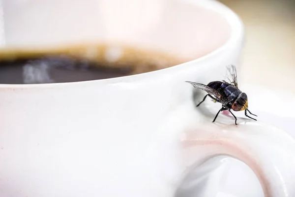 Fliegen Über Kaffeetasse Insekt Über Körper Insektenproblem Innenräumen — Stockfoto