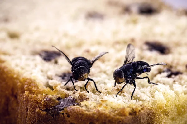 チョコレートケーキの上を飛ぶ屋内で昆虫の害虫の問題 — ストック写真