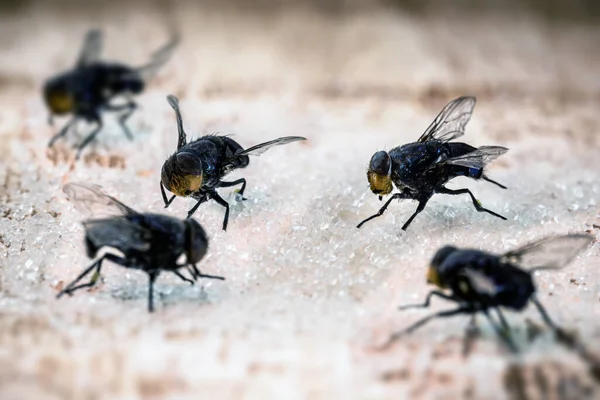 Fliegen Auf Zucker Insekten Angelockt Von Süßigkeiten Mangelnde Hygiene Haus — Stockfoto