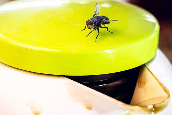 Volar Sobre Botella Café Insecto Sobre Cuerpo Problema Insectos Interior — Foto de Stock