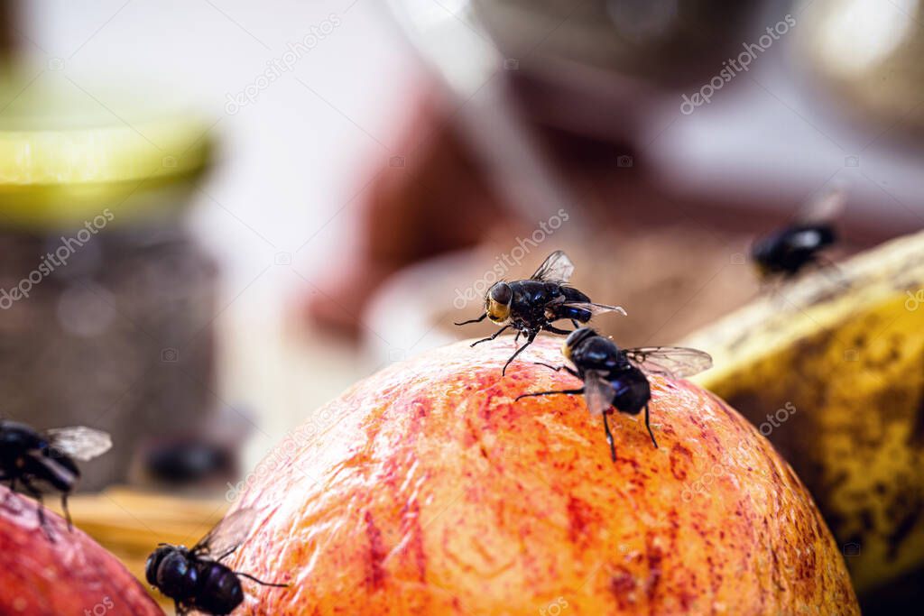 flies in the kitchen on spoiling fruit, poor hygiene indoors